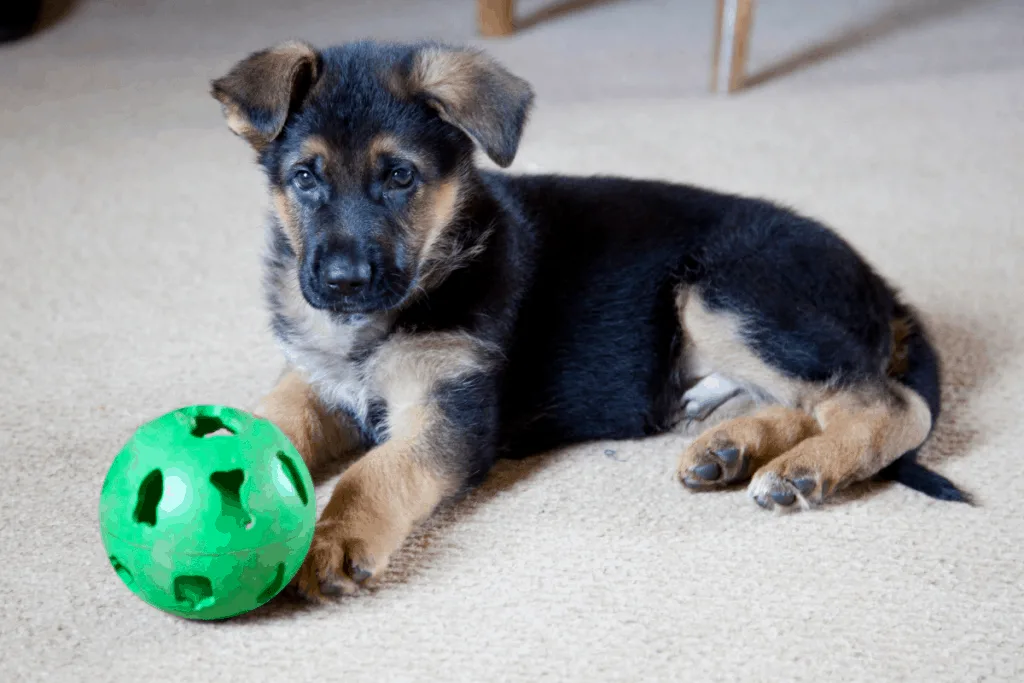 german shepherd puppy with ball