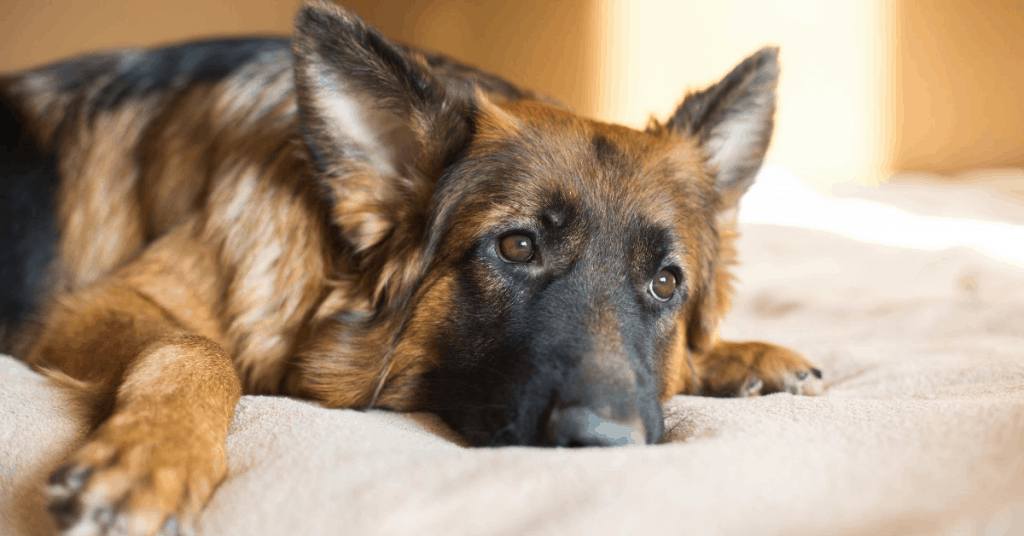 sad looking gsd