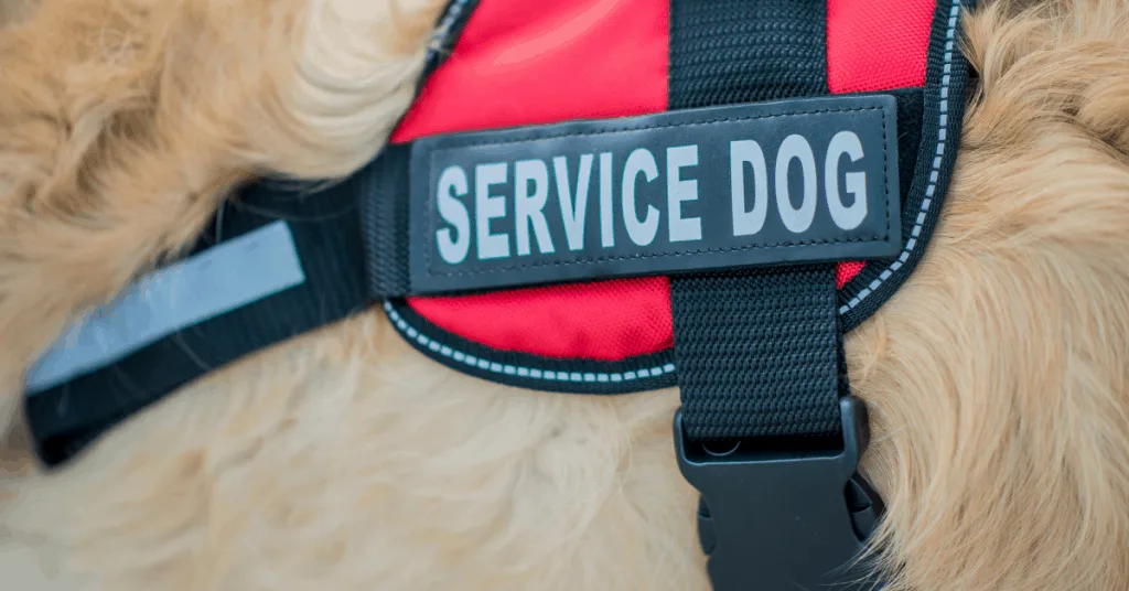 service dog vest on dog