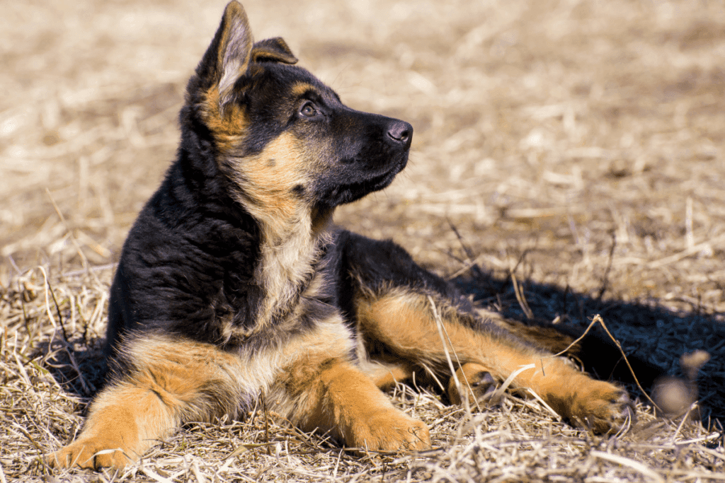 german shepherd puppy looking up