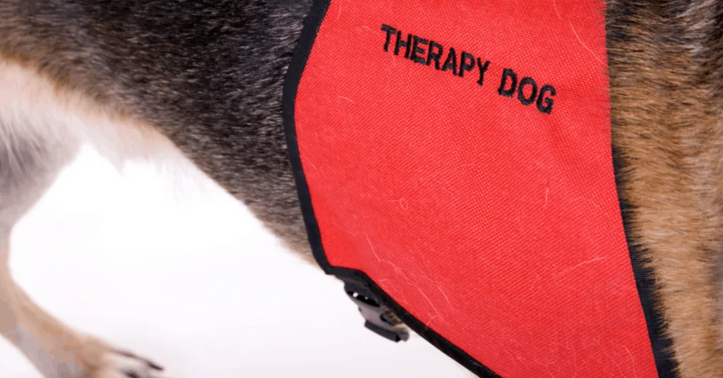 therapy dog vest on dog