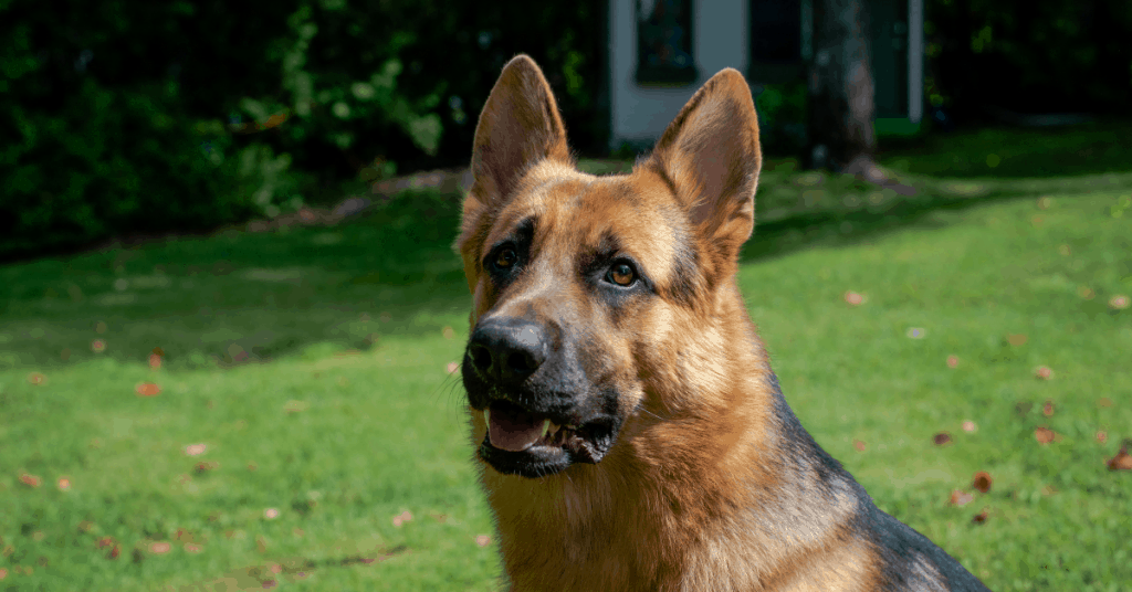 gsd at attention