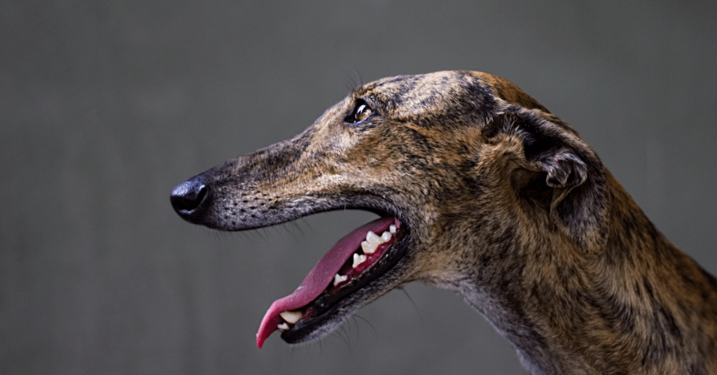 Greyhound face