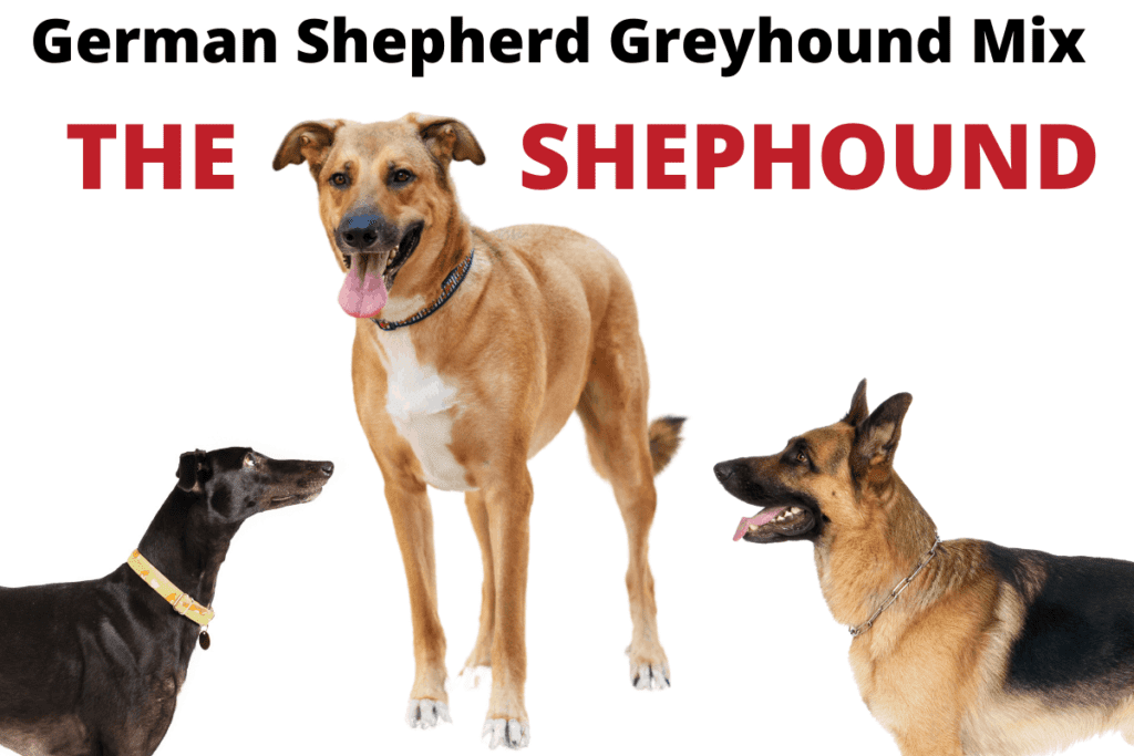 German Shepherd Greyhound mix