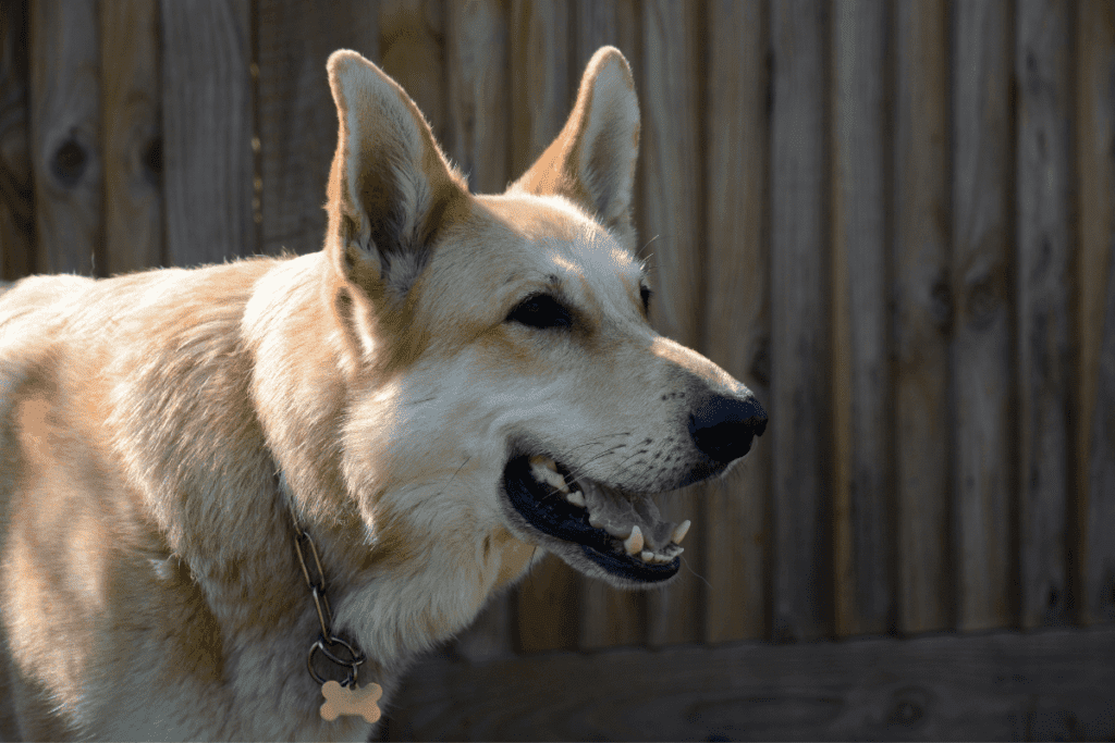 blonde schæferhund