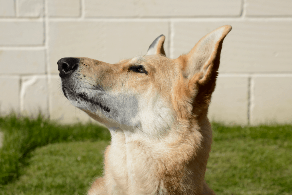 blonde german shepherd looking up