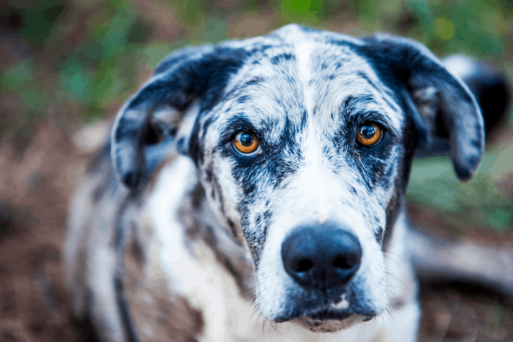 Catahoula looking at you