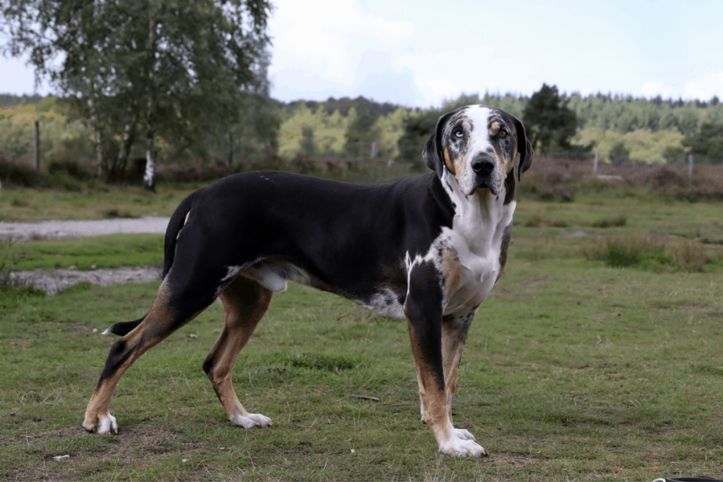 Catahoula dog standing