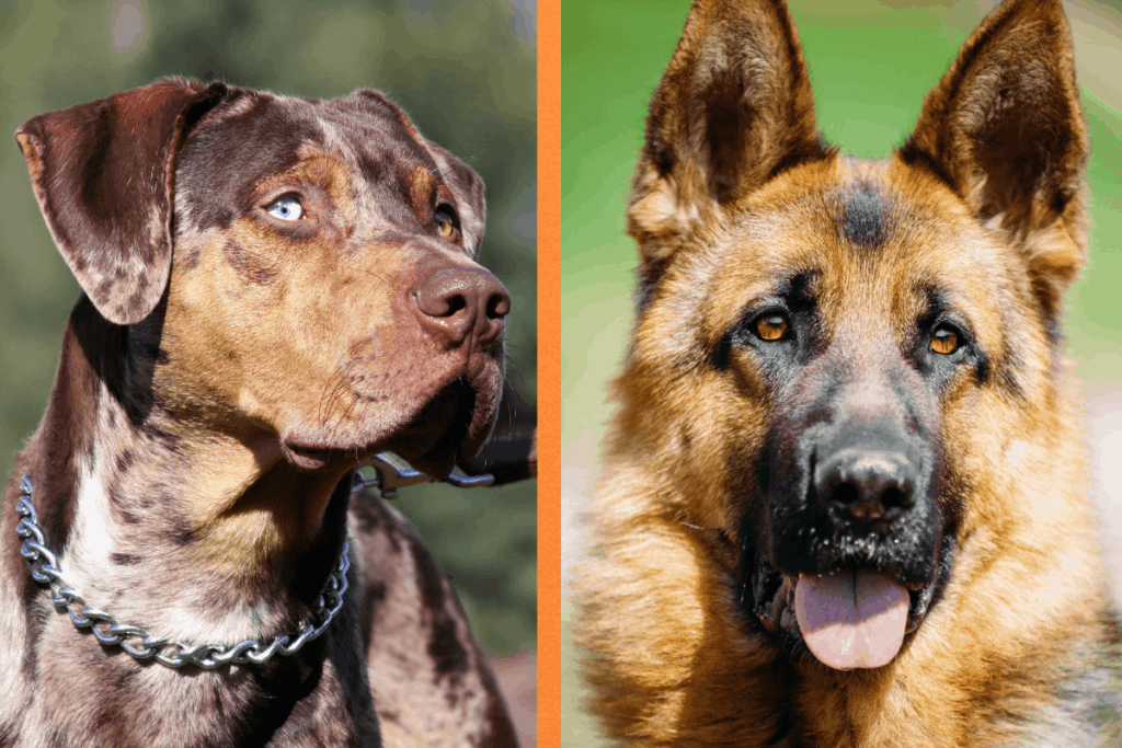 German Shepherd Panting At Night Causes  Treatments  Jubilant Pups