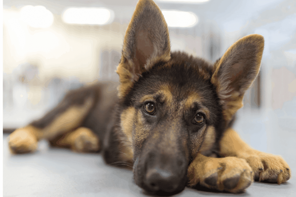 german shepherd puppy