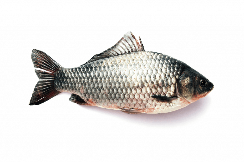 fish