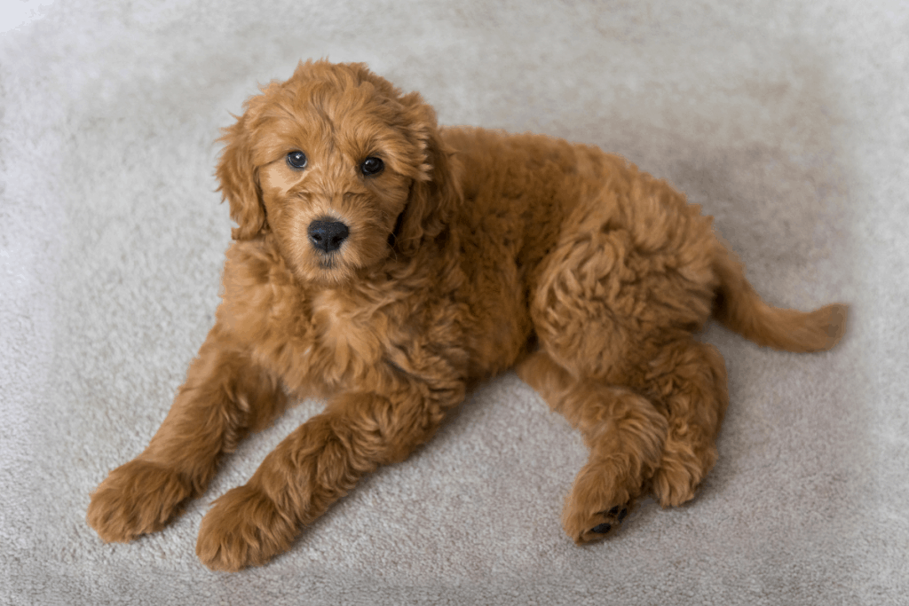 Goldendoodle