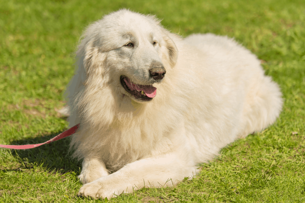 Great Pyrenees in grass