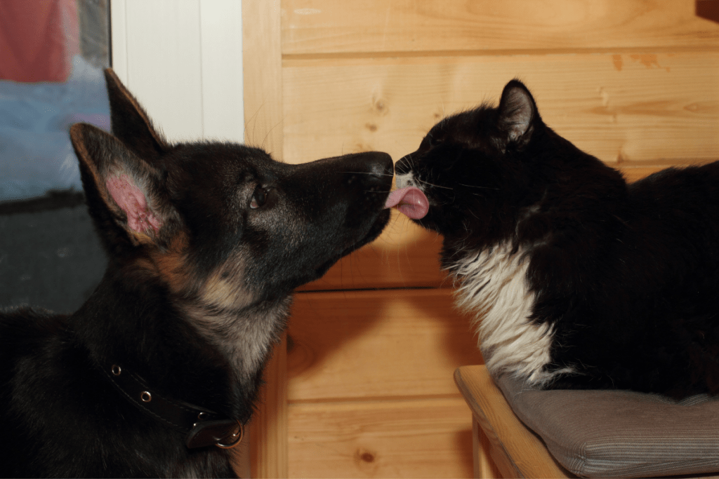 german shepherd puppy licking a cat's face