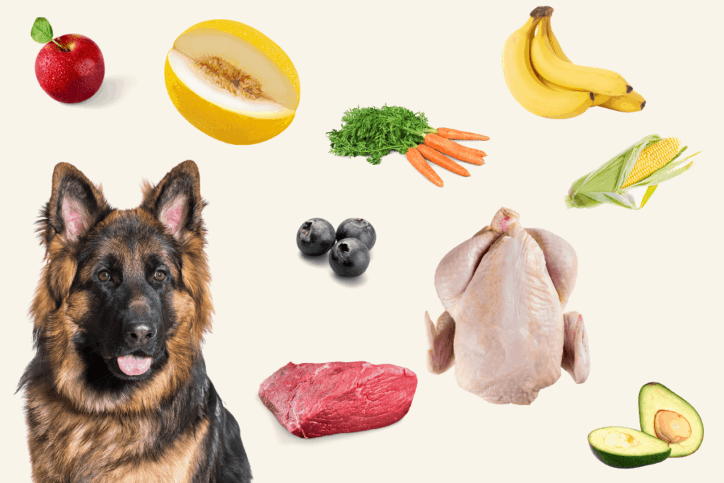 What do hotsell german shepherds eat