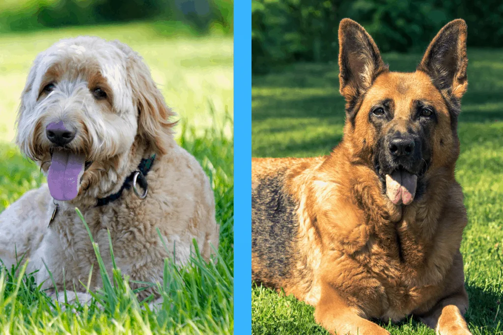 Goldendoodle and German Shepherd side-by-side