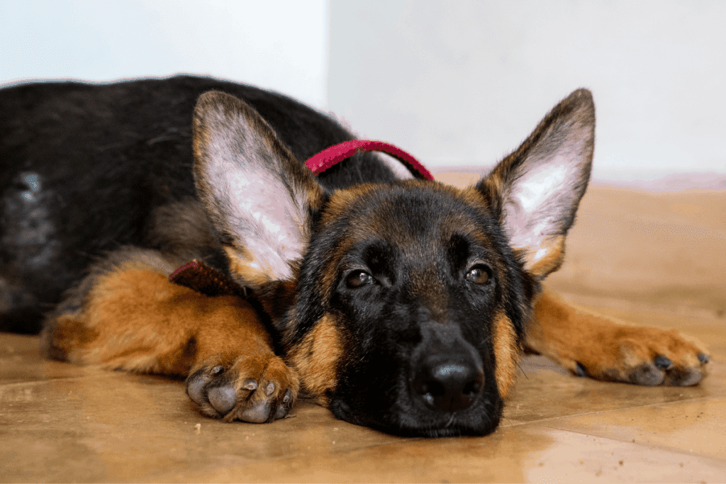 are all german shepard dogs ears up