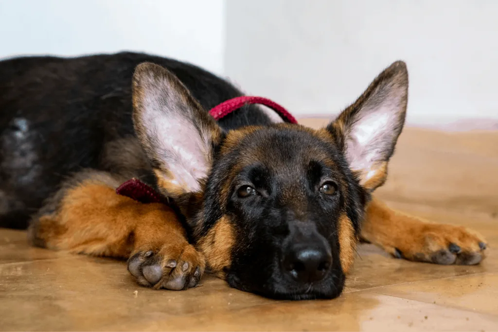 german shepherd puppy with ears up