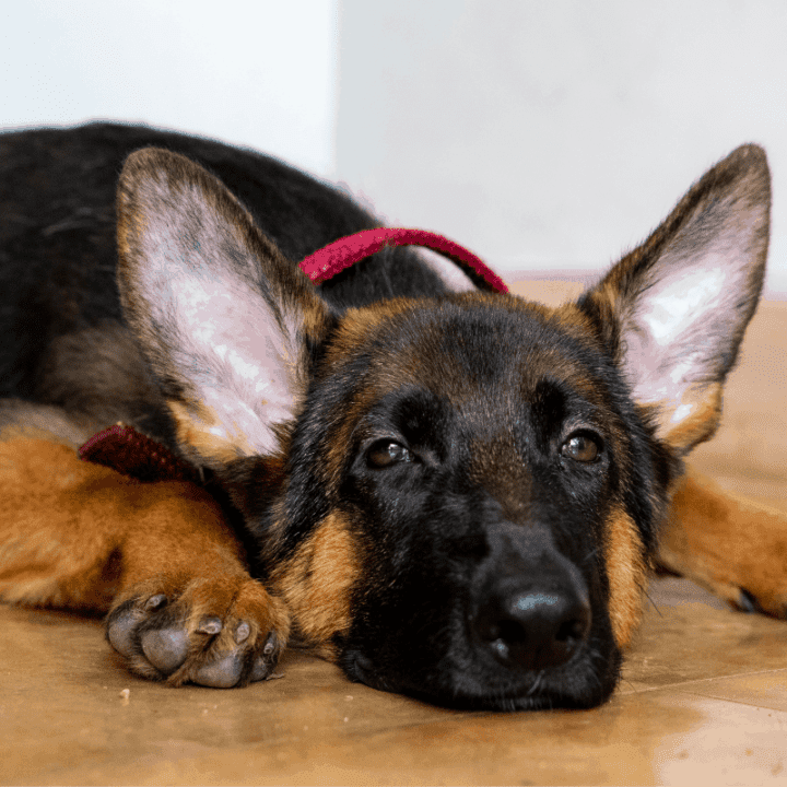 German Shepherd Ear Infections A Complete Care Guide The German