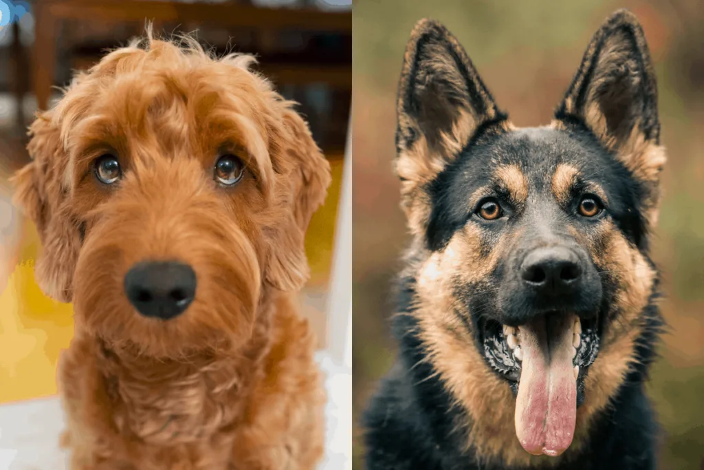 German Shepherd and Goldendoodle side by side