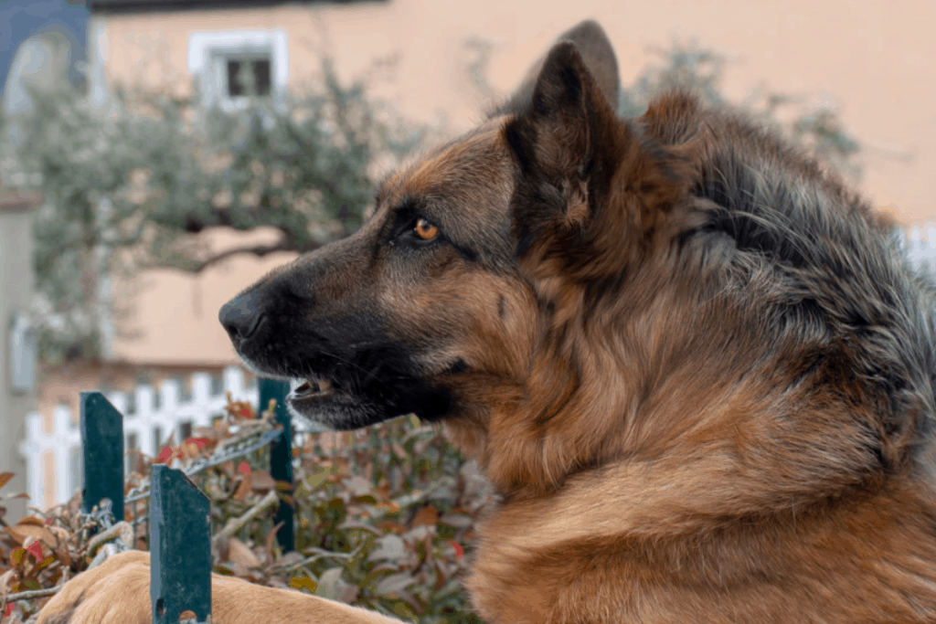 GSD with hackles up