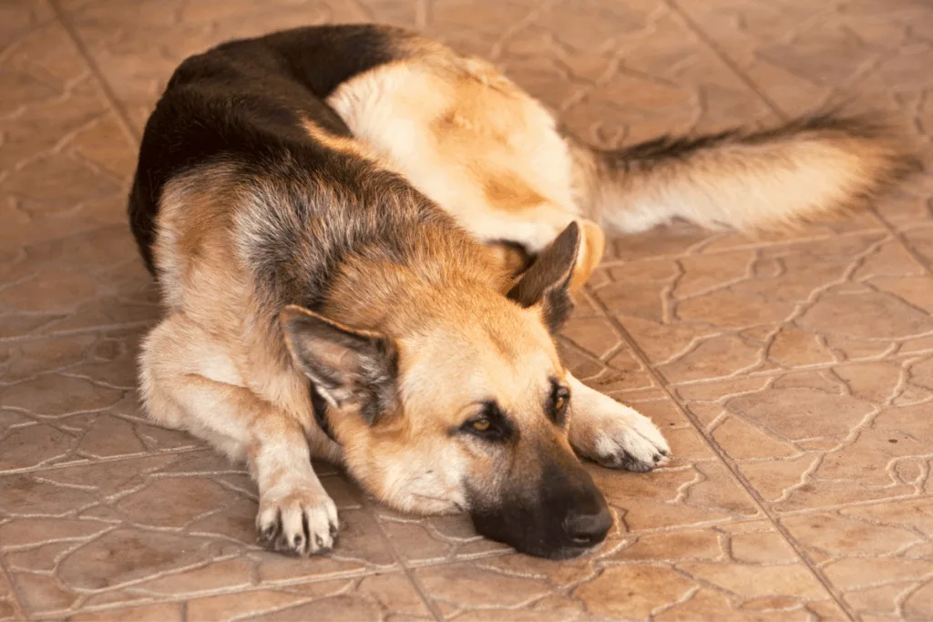 german shepherd lying on tile floor