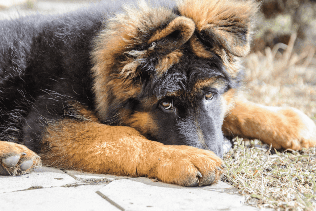 german shepherd puppy looking cute and curious at you