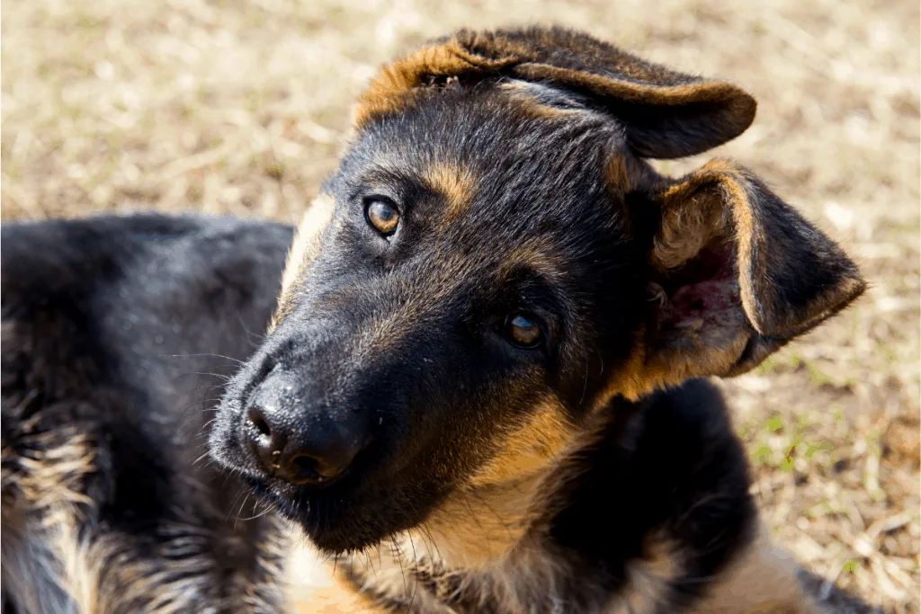 German Shepherd puppy head tilt