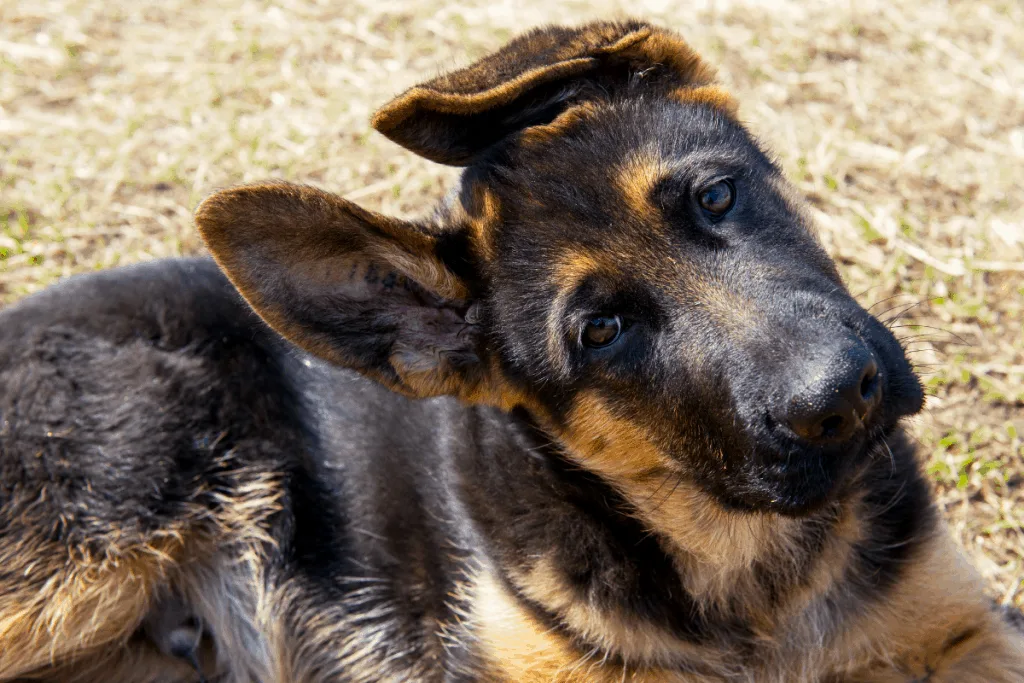 german shepherd puppy with floppy ears