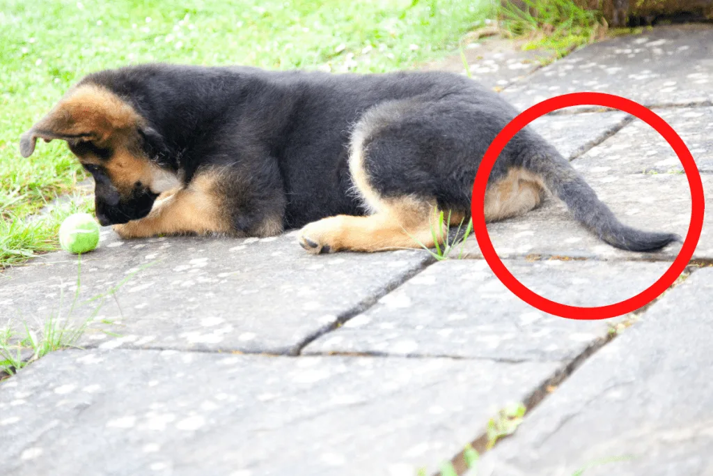german shepherd puppy with tail circled in red