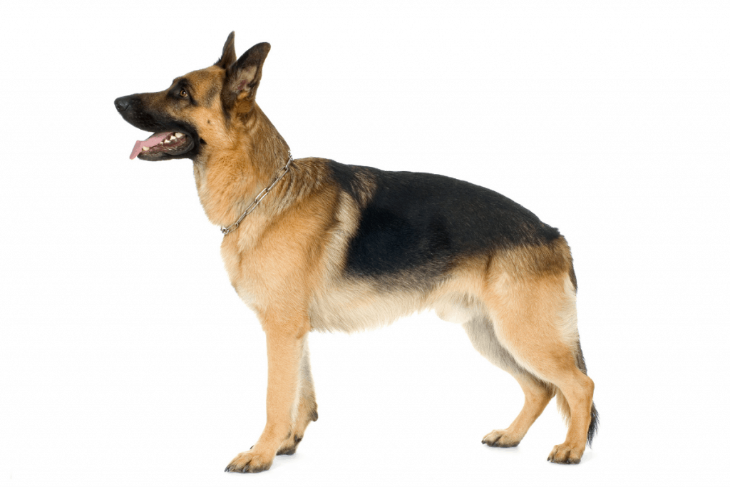 German Shepherd standing