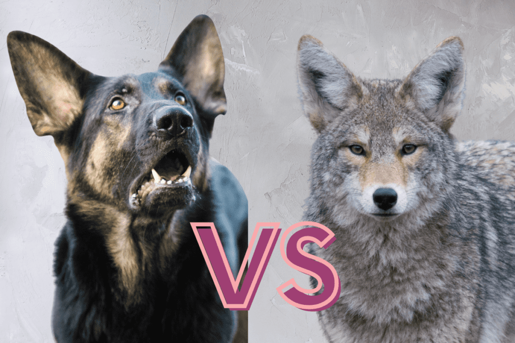 what breed of dog will kill coyotes