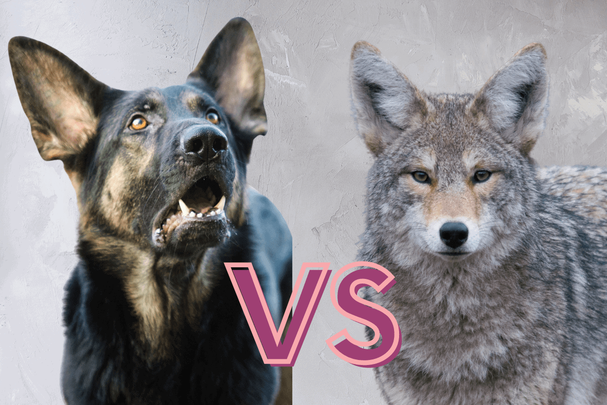 German Shepherd vs. Coyote: Who Would Win in a Fight? - The German