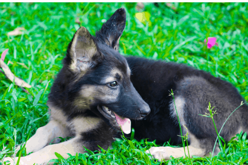 How to Buy a German Shepherd Puppy A StepbyStep Guide The German