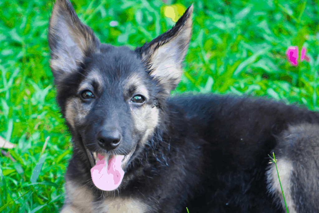 German Shepherd puppy with tongue hanging out