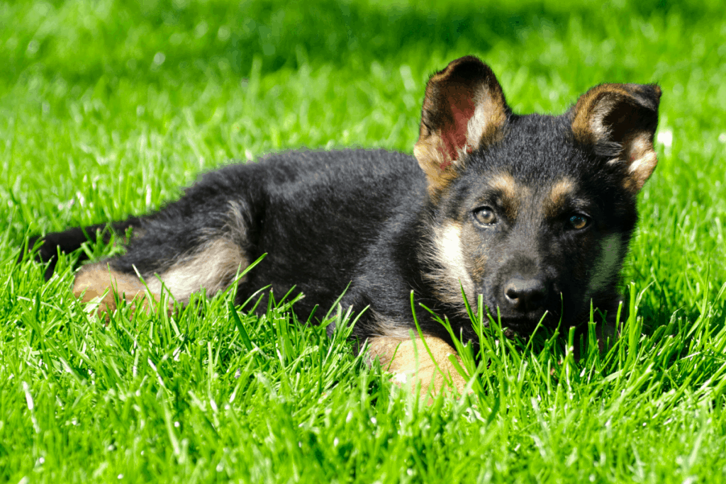 German Shepherd puppy in grass