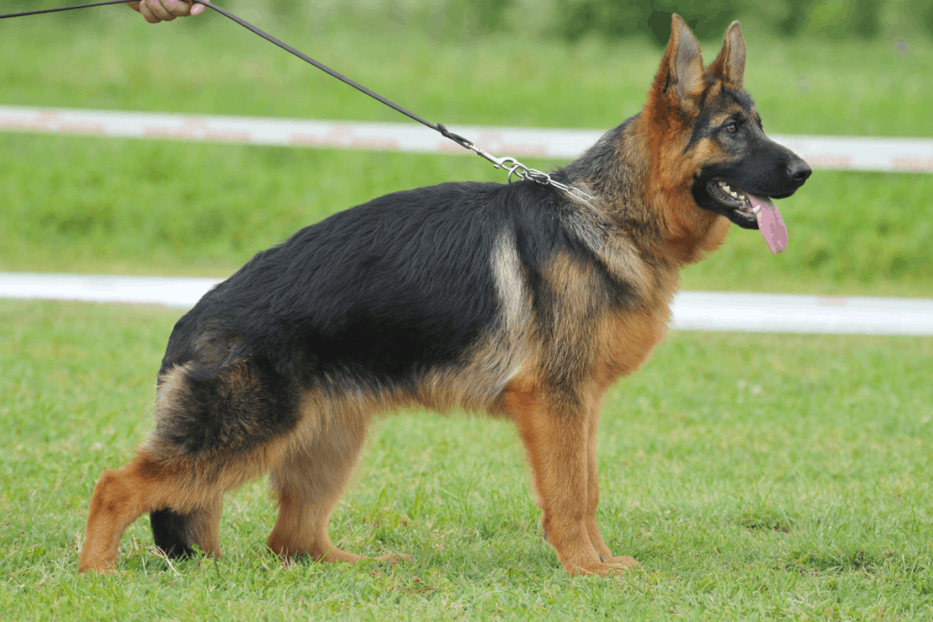 German Shepherd dog standing