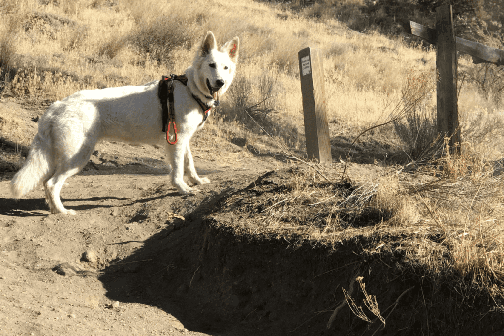 white german shepherd on hiking trail