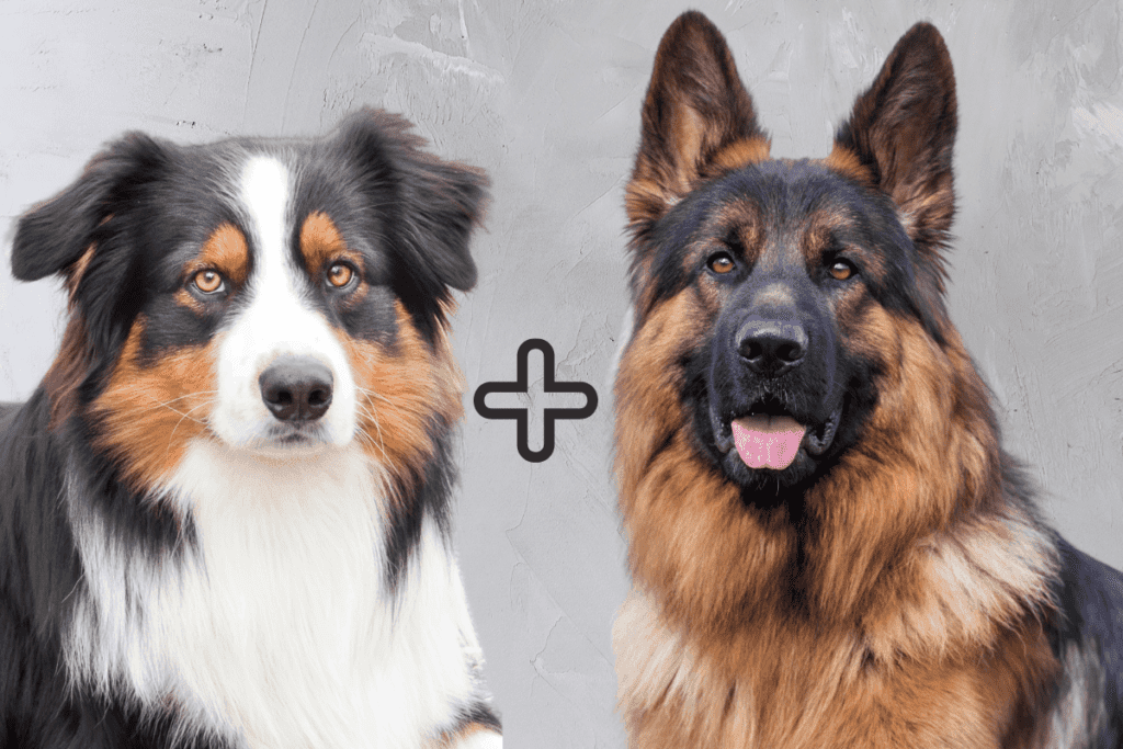 German Shepherd Australian Mix: A Complete Guide – German Shepherder