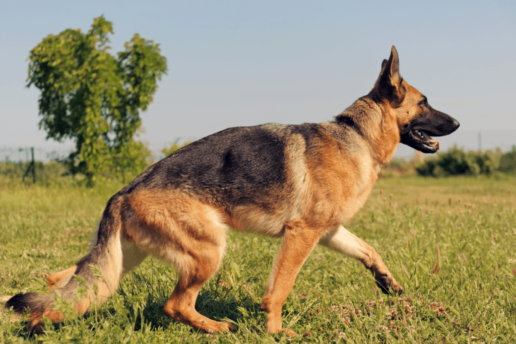 German Shepherd