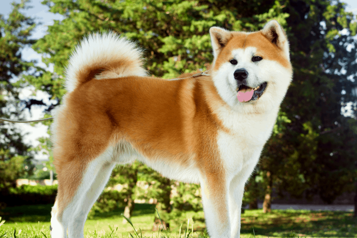 The Akita German Shepherd Mix: All You Need to Know – The German Shepherder