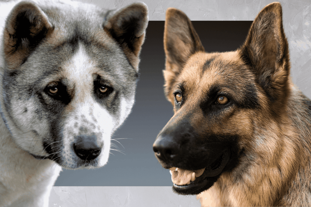 akita vs german shepherd whats the difference