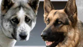 are coyotes related to german shepherds