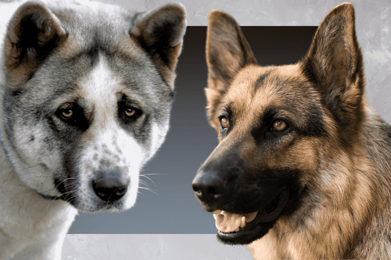 The Akita German Shepherd Mix: All You Need to Know – The German Shepherder