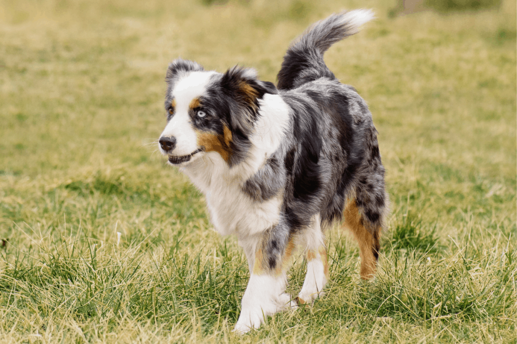 australian-shepherd-1024x683.png