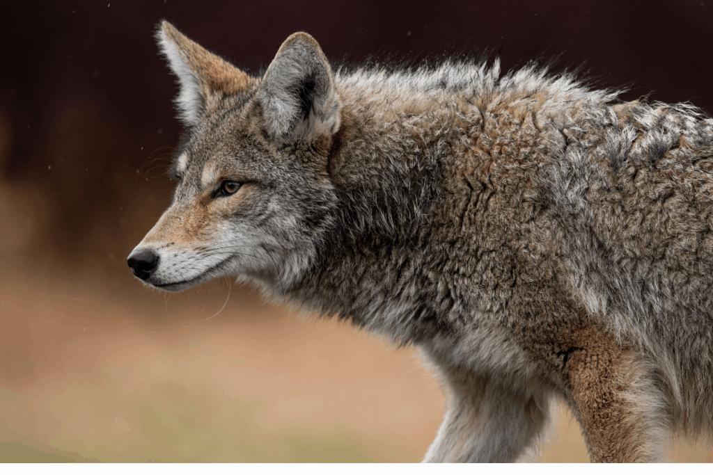 coyote walking