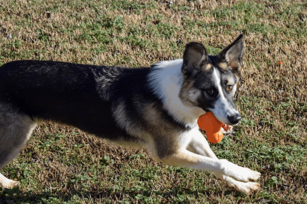 Panda German Shepherd running with toy