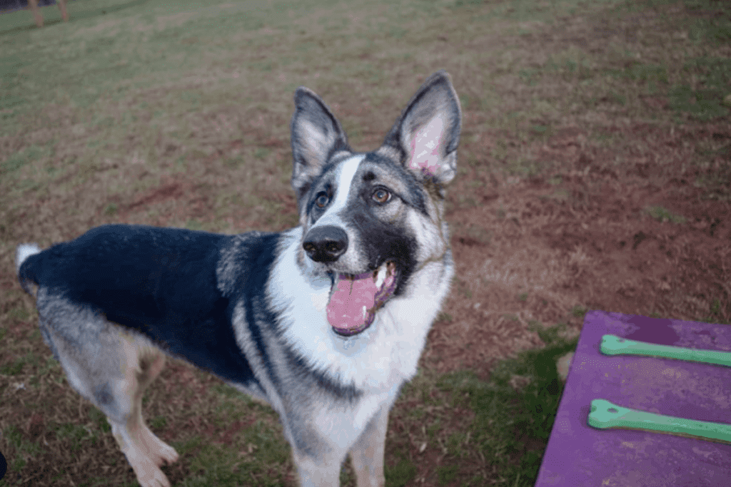 Panda German Shepherd