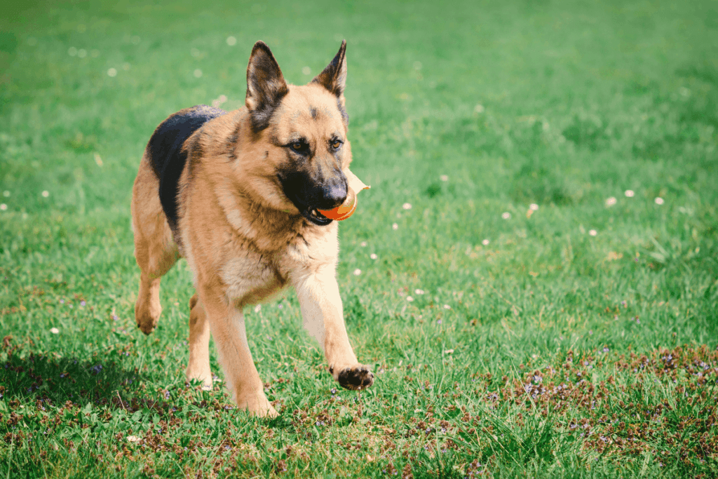 German Shepherd running with ball