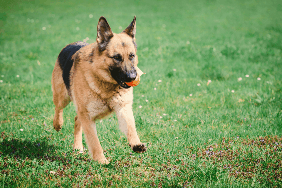 Do German Shepherds Get Arthritis